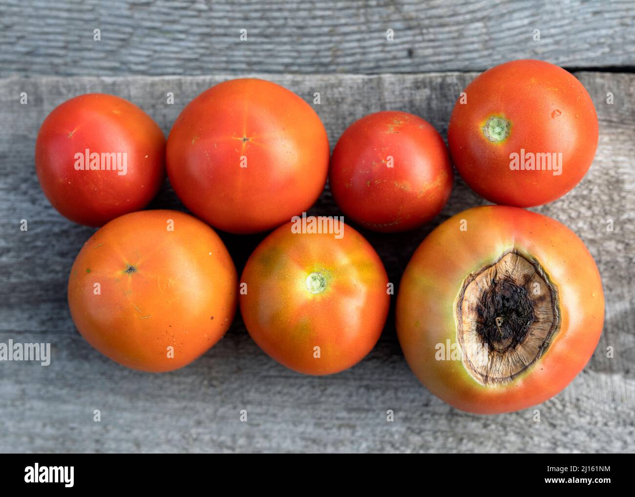 Kranke Tomatenfrüchte, die von Krankheiten betroffen sind, verfaulen in der Nähe reifer roter Tomaten auf Holzgrund Stockfoto