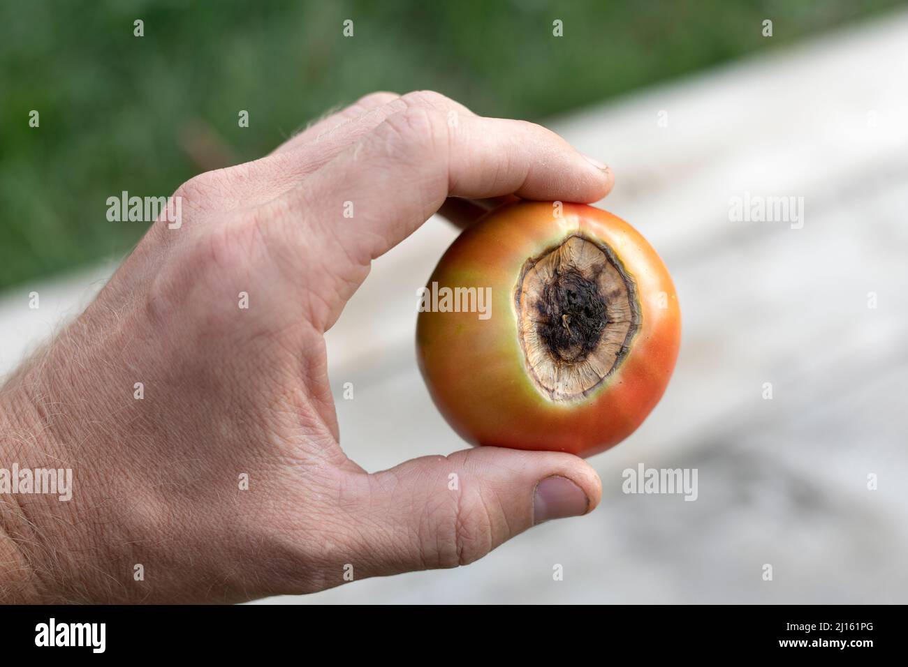 Kranke Tomatenfrüchte, die von Krankheiten betroffen sind, verfaulen in der Hand des Bauern Stockfoto