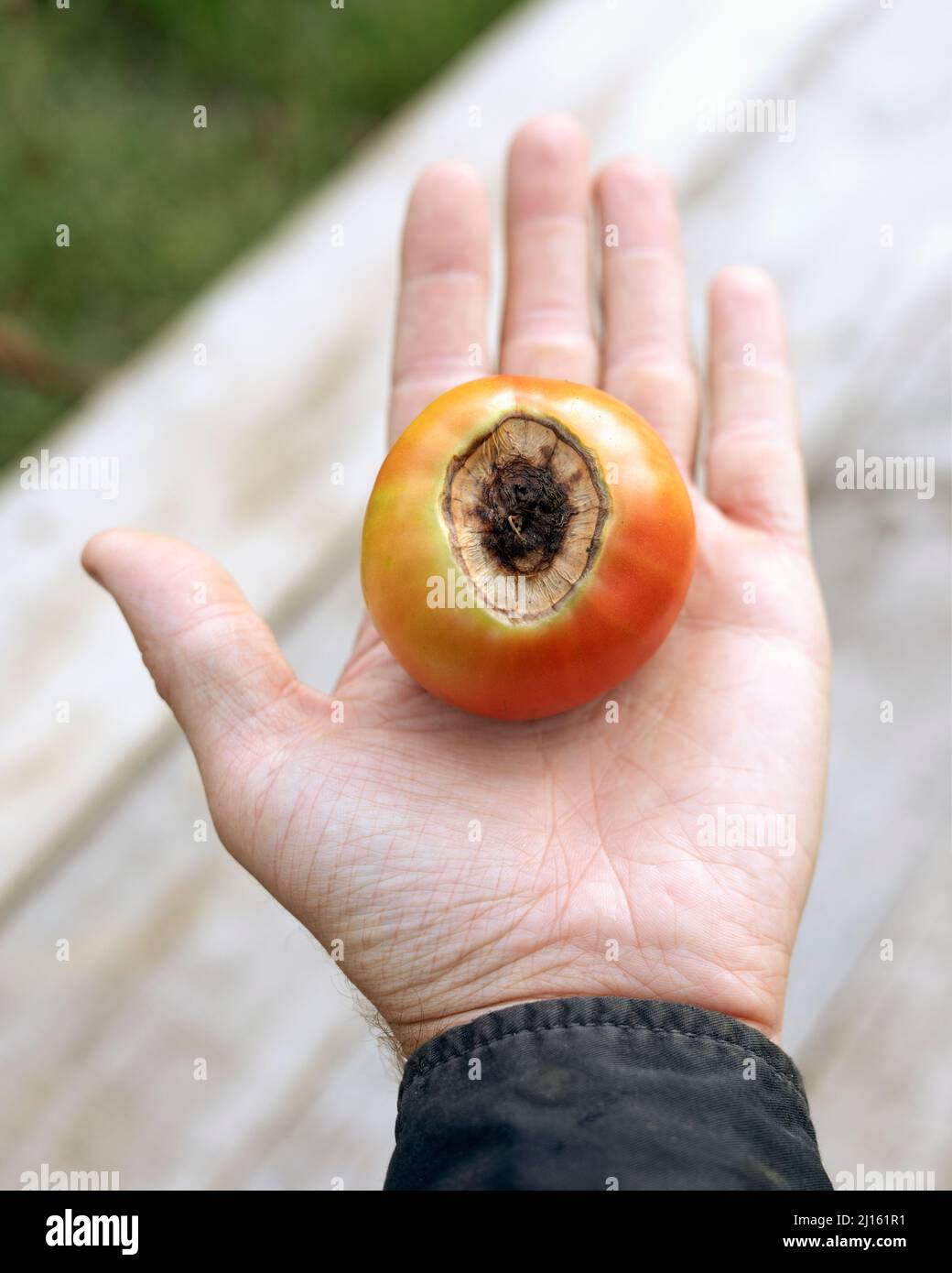 Der Mensch hält Tomate mit verfaulter Spitze, die Frucht ist mit Pilzerkrankungen infiziert Stockfoto