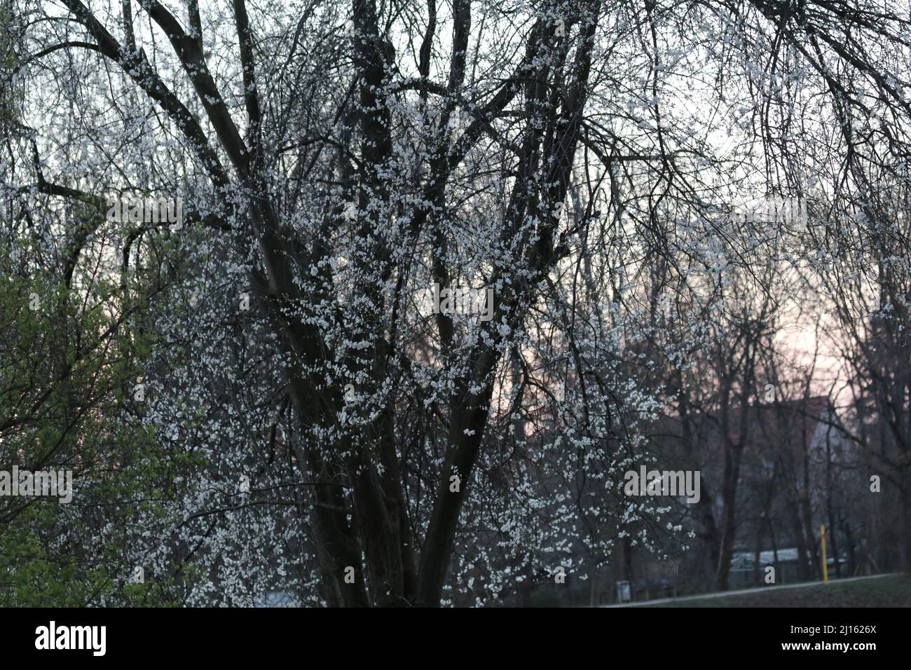 22. März 2022, GÃ¶ttingen, Niedersachsen, Deutschland: Mit Beginn des Frühlings beginnen die Blüten in Deutschland zu blühen. (Bild: © Tubal Sapkota/Pacific Press via ZUMA Press Wire) Stockfoto