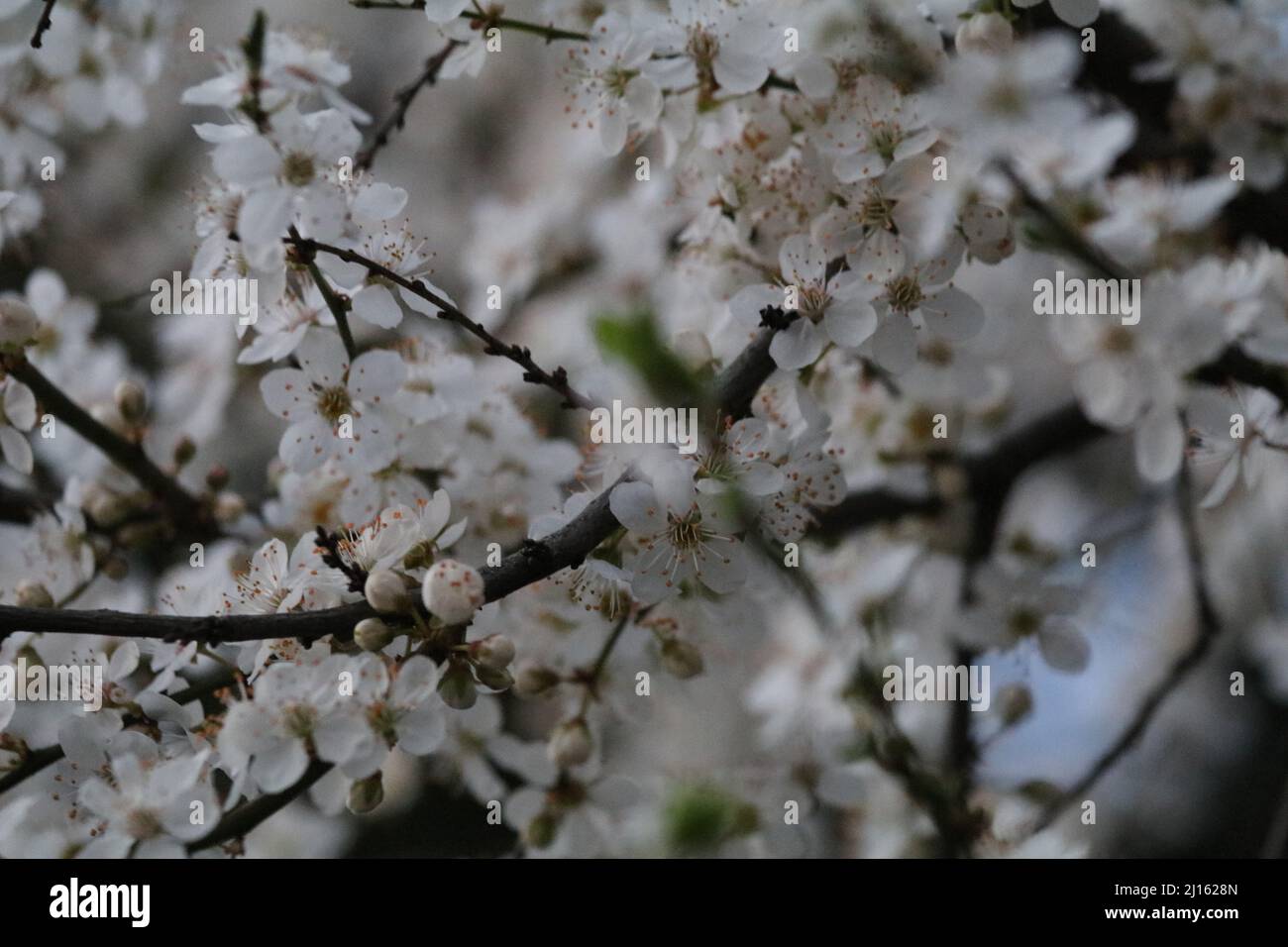 22. März 2022, GÃ¶ttingen, Niedersachsen, Deutschland: Mit Beginn des Frühlings beginnen die Blüten in Deutschland zu blühen. (Bild: © Tubal Sapkota/Pacific Press via ZUMA Press Wire) Stockfoto