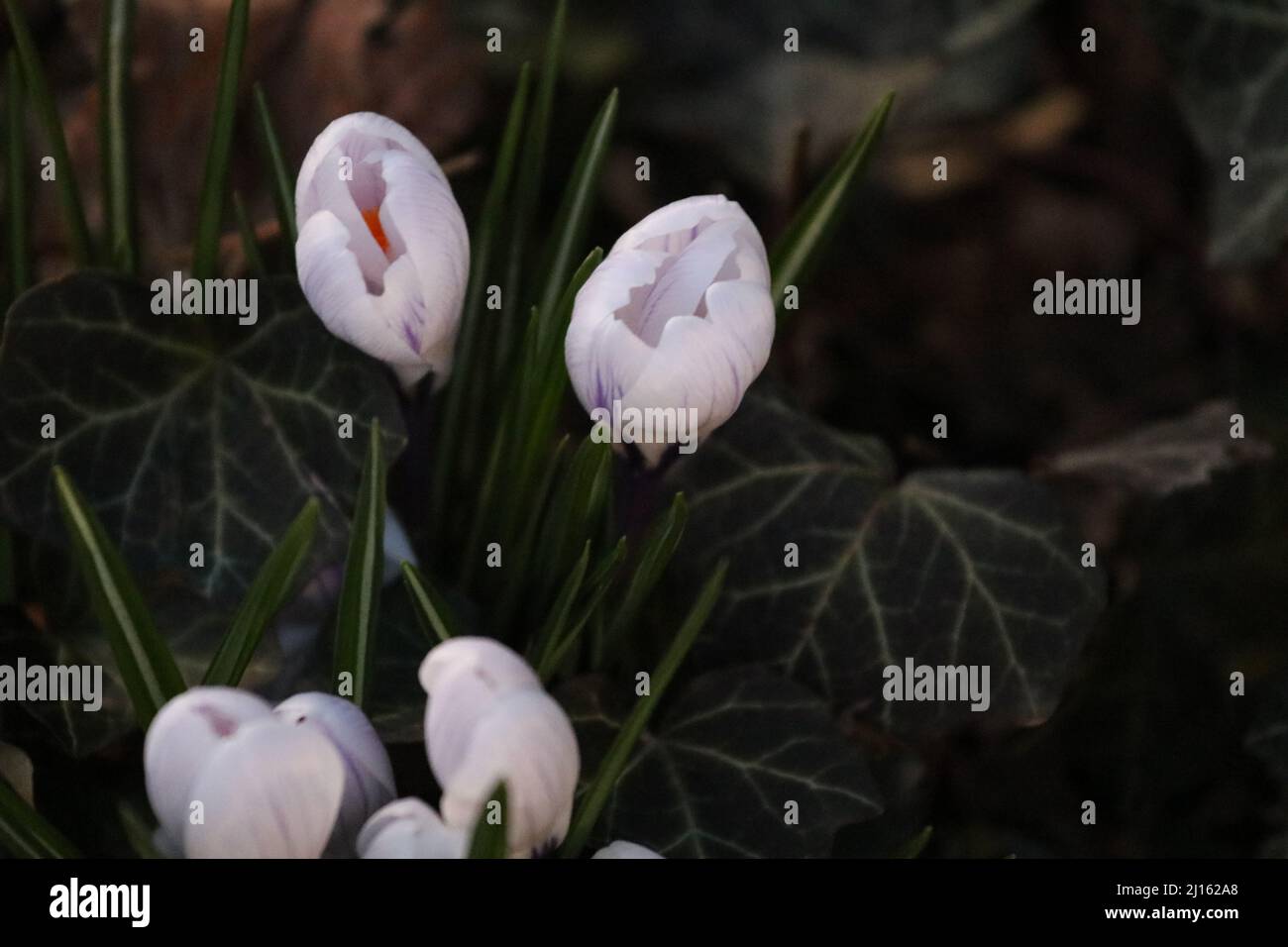 22. März 2022, GÃ¶ttingen, Niedersachsen, Deutschland: Mit Beginn des Frühlings beginnen die Blüten in Deutschland zu blühen. (Bild: © Tubal Sapkota/Pacific Press via ZUMA Press Wire) Stockfoto