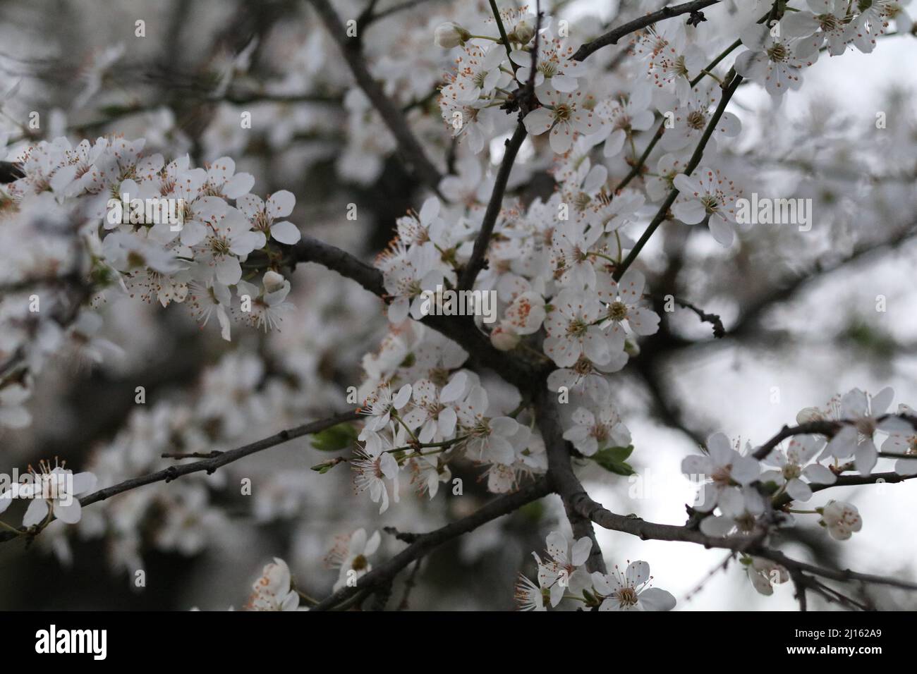 22. März 2022, GÃ¶ttingen, Niedersachsen, Deutschland: Mit Beginn des Frühlings beginnen die Blüten in Deutschland zu blühen. (Bild: © Tubal Sapkota/Pacific Press via ZUMA Press Wire) Stockfoto
