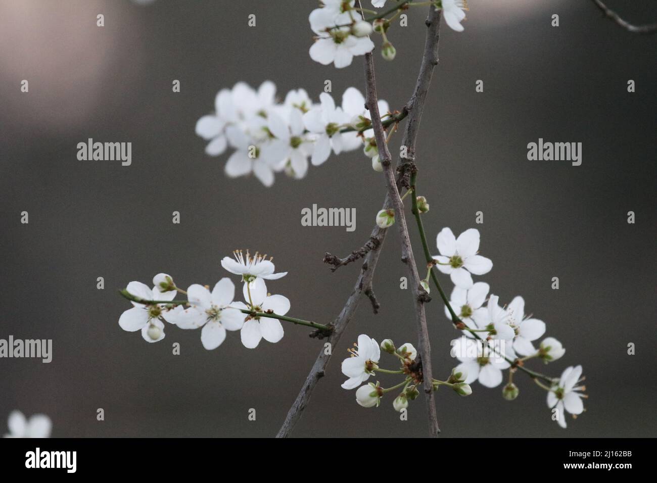 22. März 2022, GÃ¶ttingen, Niedersachsen, Deutschland: Mit Beginn des Frühlings beginnen die Blüten in Deutschland zu blühen. (Bild: © Tubal Sapkota/Pacific Press via ZUMA Press Wire) Stockfoto