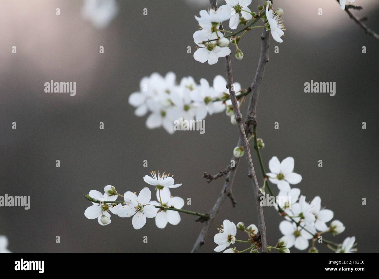 22. März 2022, GÃ¶ttingen, Niedersachsen, Deutschland: Mit Beginn des Frühlings beginnen die Blüten in Deutschland zu blühen. (Bild: © Tubal Sapkota/Pacific Press via ZUMA Press Wire) Stockfoto