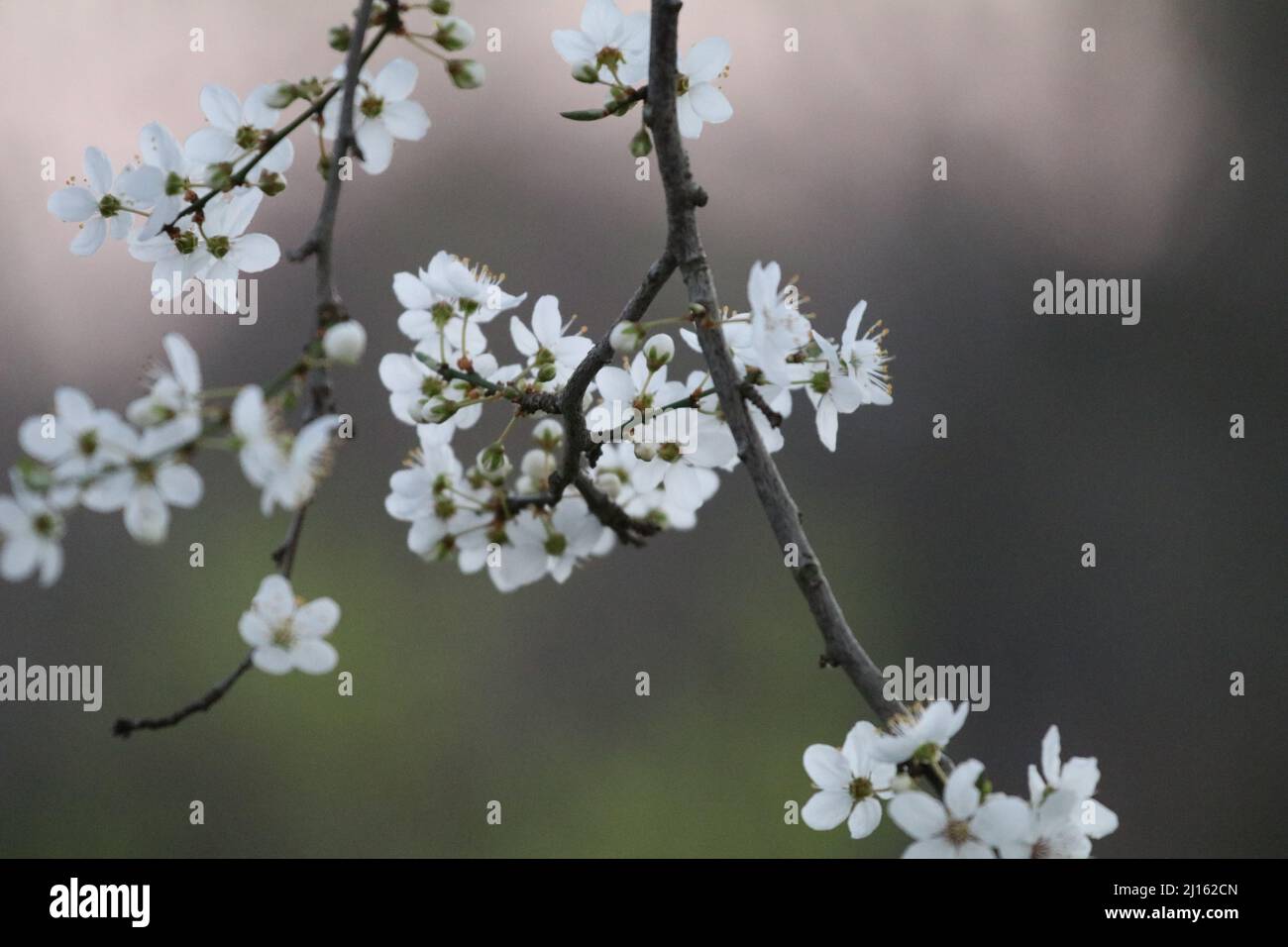 22. März 2022, GÃ¶ttingen, Niedersachsen, Deutschland: Mit Beginn des Frühlings beginnen die Blüten in Deutschland zu blühen. (Bild: © Tubal Sapkota/Pacific Press via ZUMA Press Wire) Stockfoto