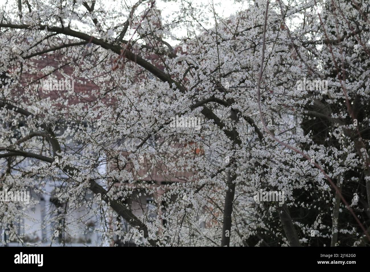 22. März 2022, GÃ¶ttingen, Niedersachsen, Deutschland: Mit Beginn des Frühlings beginnen die Blüten in Deutschland zu blühen. (Bild: © Tubal Sapkota/Pacific Press via ZUMA Press Wire) Stockfoto