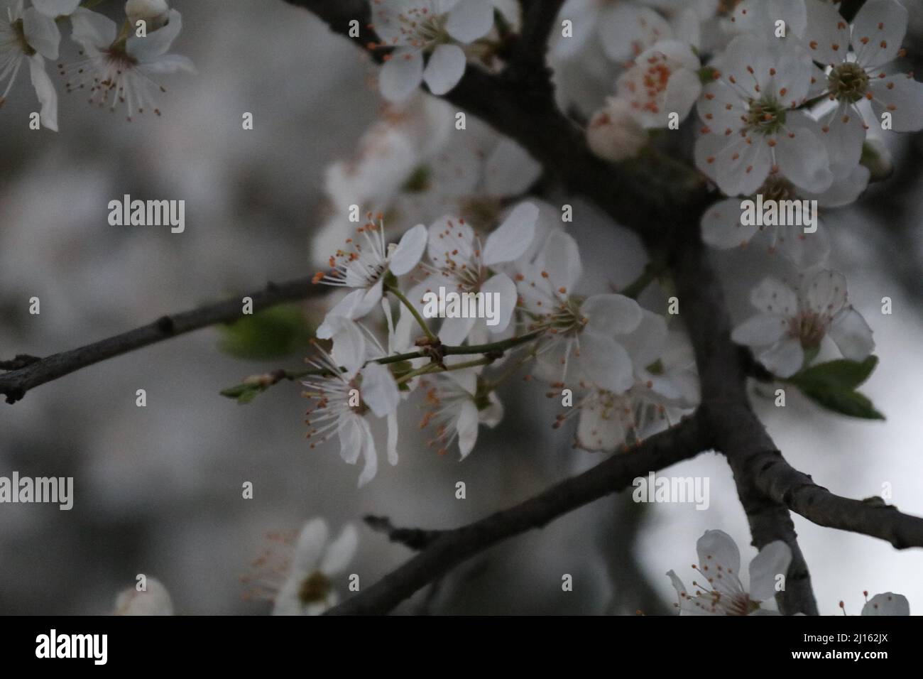 22. März 2022, GÃ¶ttingen, Niedersachsen, Deutschland: Mit Beginn des Frühlings beginnen die Blüten in Deutschland zu blühen. (Bild: © Tubal Sapkota/Pacific Press via ZUMA Press Wire) Stockfoto