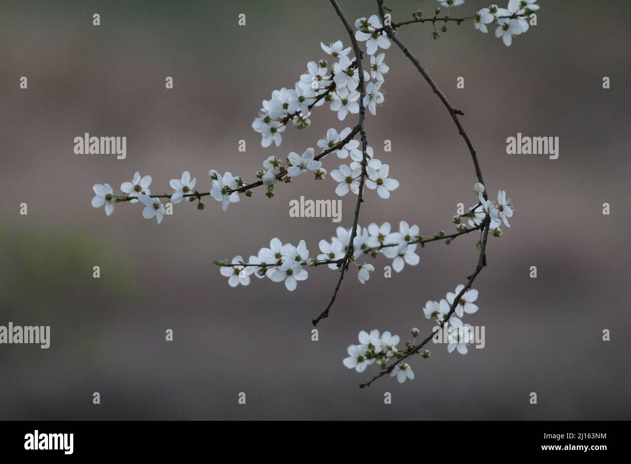 22. März 2022, GÃ¶ttingen, Niedersachsen, Deutschland: Mit Beginn des Frühlings beginnen die Blüten in Deutschland zu blühen. (Bild: © Tubal Sapkota/Pacific Press via ZUMA Press Wire) Stockfoto