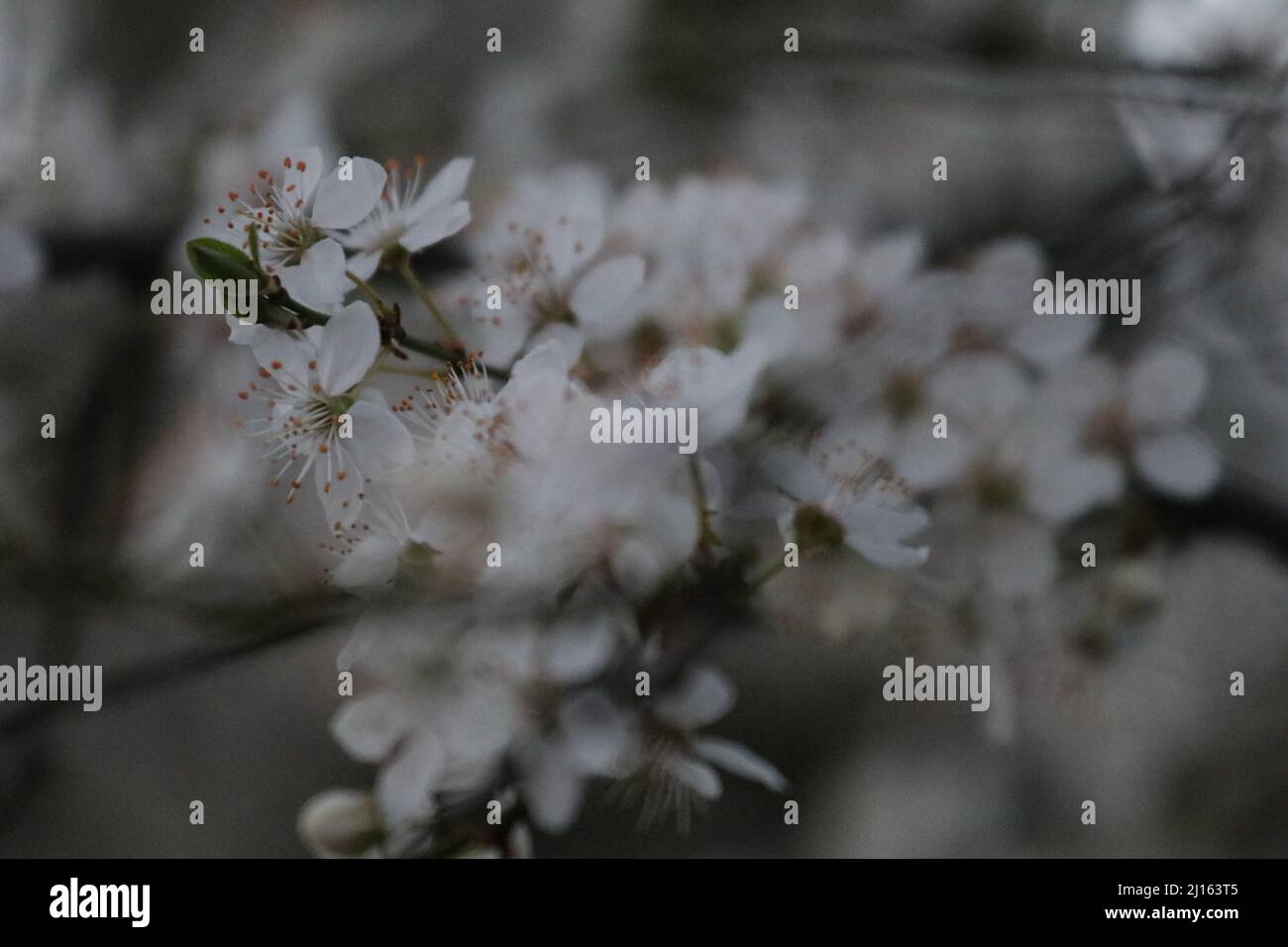 22. März 2022, GÃ¶ttingen, Niedersachsen, Deutschland: Mit Beginn des Frühlings beginnen die Blüten in Deutschland zu blühen. (Bild: © Tubal Sapkota/Pacific Press via ZUMA Press Wire) Stockfoto