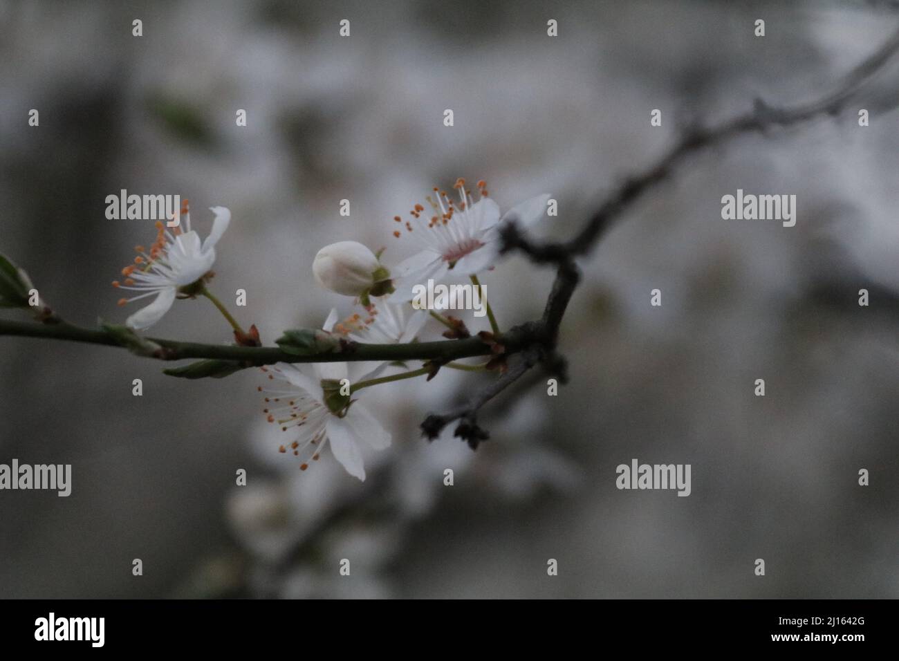 22. März 2022, GÃ¶ttingen, Niedersachsen, Deutschland: Mit Beginn des Frühlings beginnen die Blüten in Deutschland zu blühen. (Bild: © Tubal Sapkota/Pacific Press via ZUMA Press Wire) Stockfoto