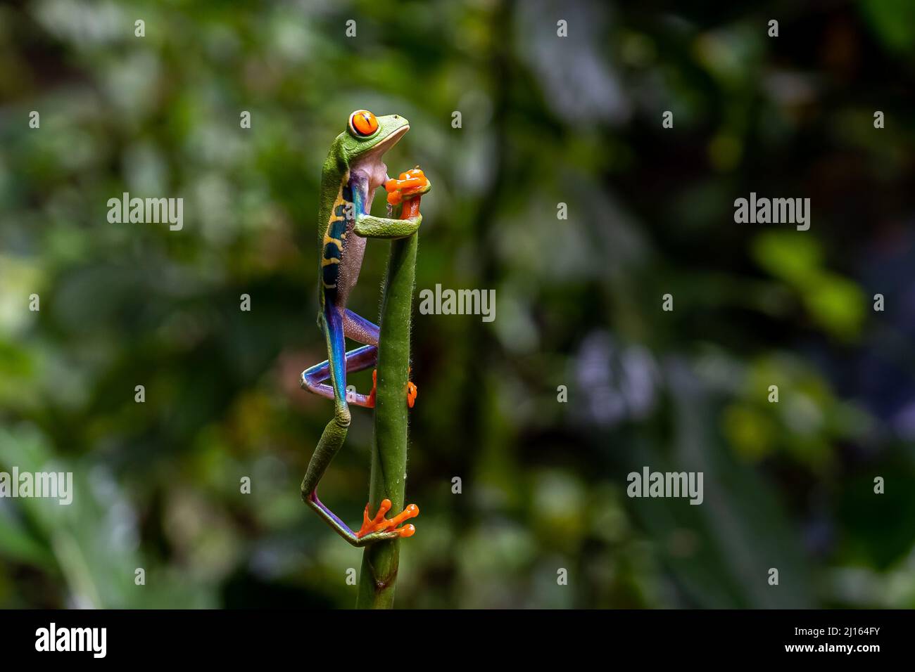 Nahaufnahme eines schönen Rotaugenfrosches im Regenwald von Costa Rica Stockfoto