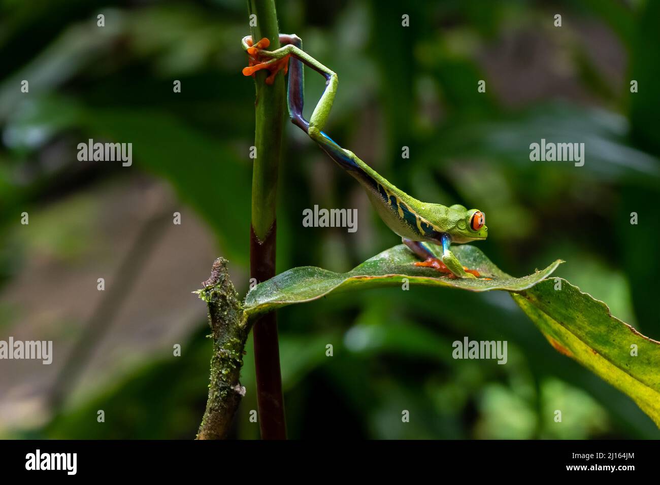 Nahaufnahme eines schönen Rotaugenfrosches im Regenwald von Costa Rica Stockfoto