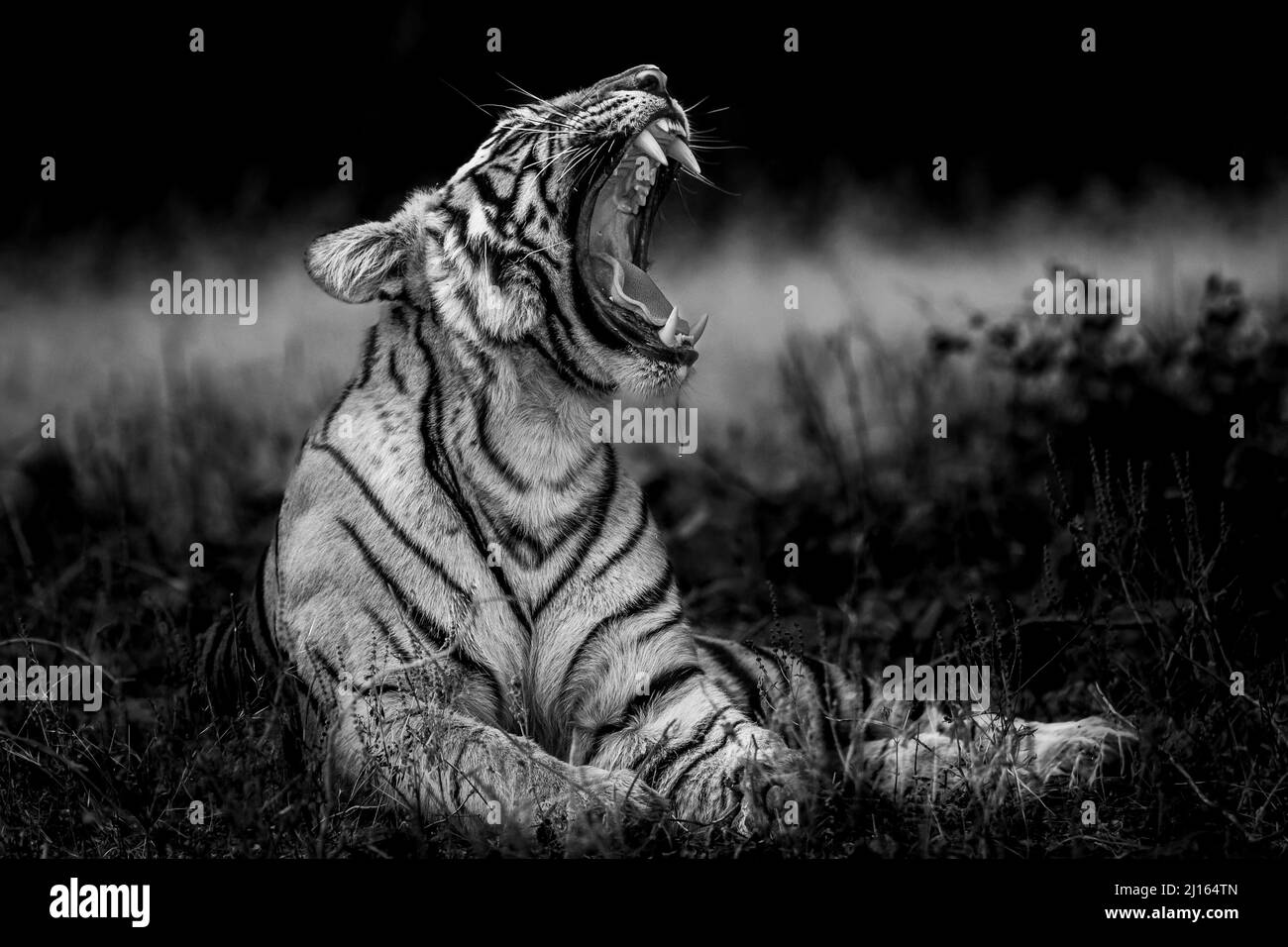 Wütend wilden bengalen Tiger Fine Art Porträt in isolierten schwarz-weißen Bacground gieren mit langen Eckzähnen während Outdoor Wildlife Safari im Wald Stockfoto
