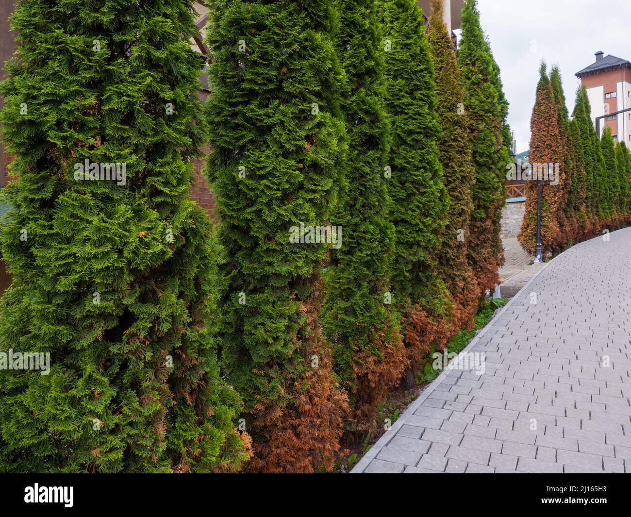 American Arborvitae Baum, Thuja Probleme und Krankheit Stockfotografie -  Alamy
