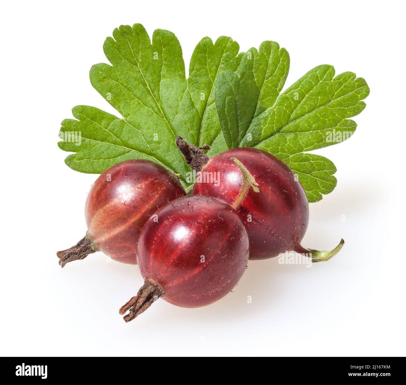 Rote Stachelbeere isoliert auf weißem Hintergrund Stockfoto