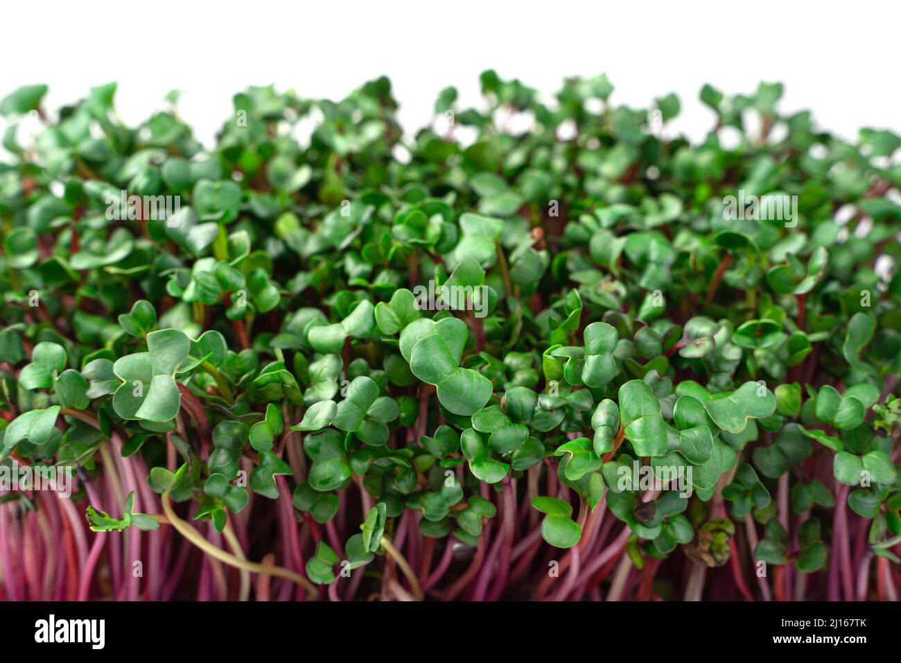 Mikrogrün, rote Radieschen auf weißem Hintergrund. Seitenansicht, Nahaufnahme. Stockfoto