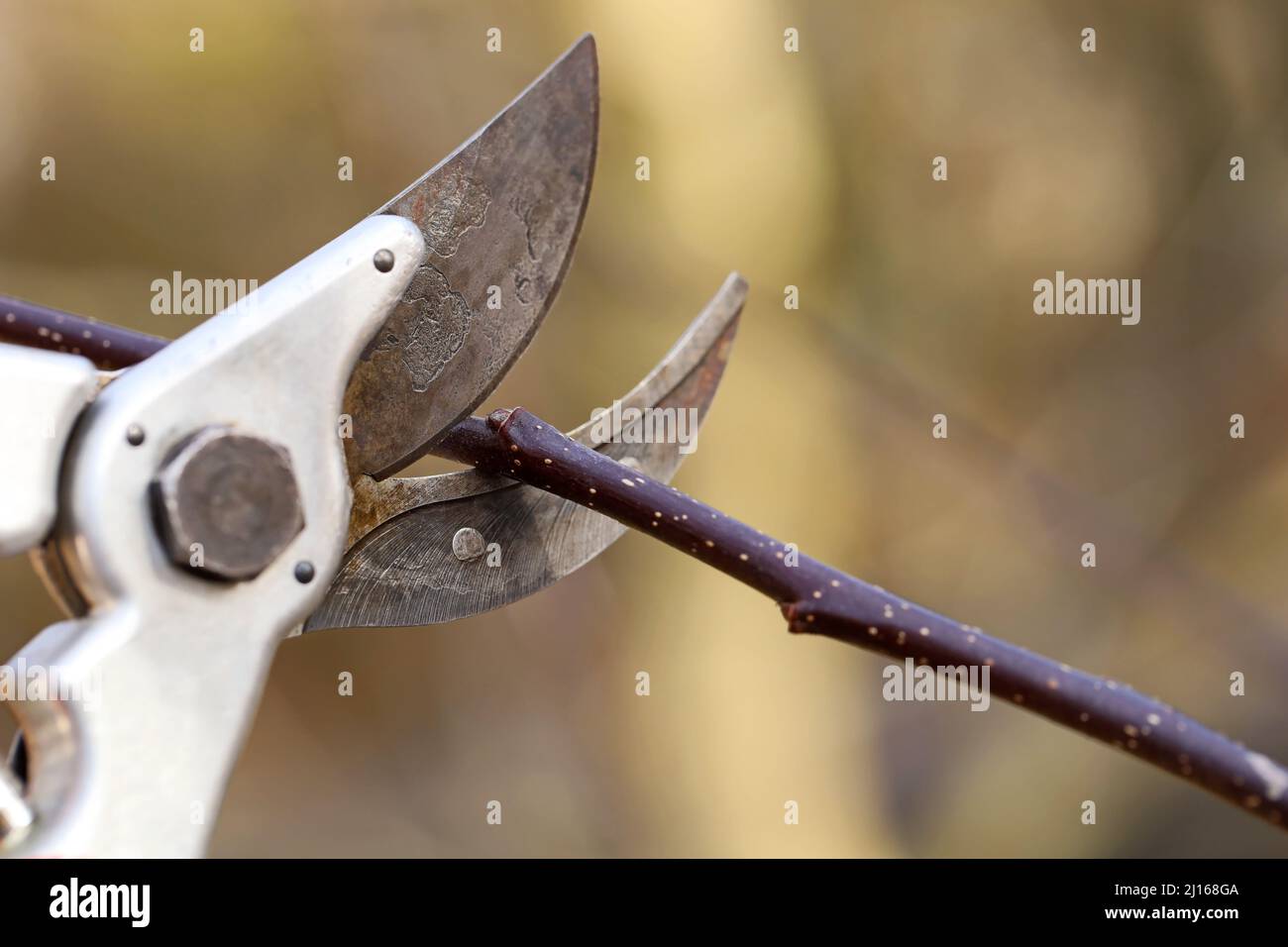 die gartenschere schneidet über der Knospe einen Obstbaumast, Nahaufnahme der Gartenarbeit im Frühjahr Stockfoto
