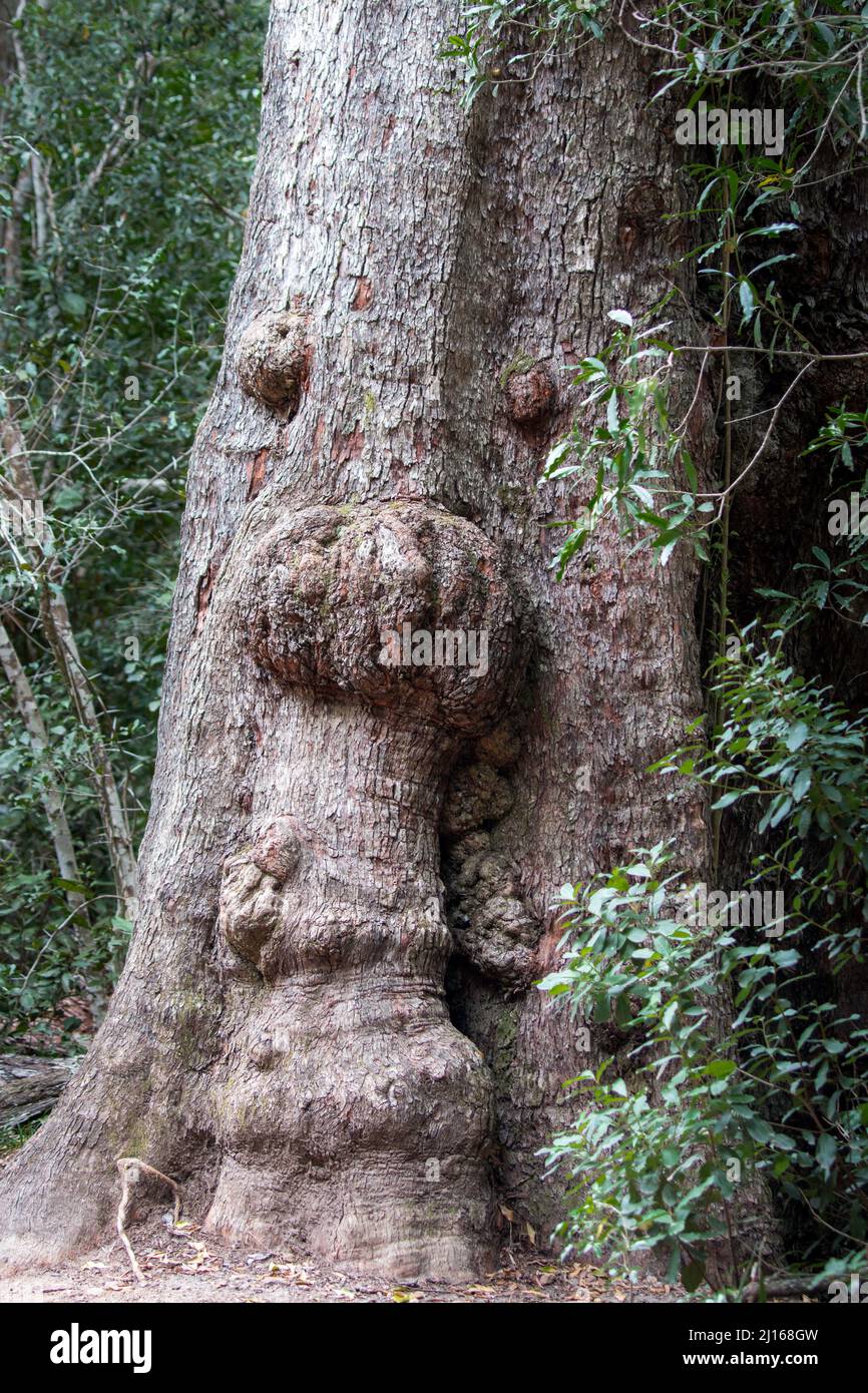 Ein sehr alter Baum, der im Wald wächst, mit Markierungen am Stamm, die ein Gesicht mit Augen, Nase und Mund bilden Stockfoto