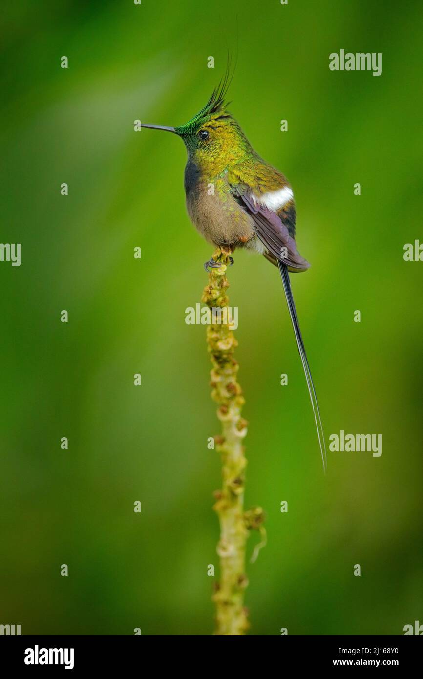 Drahtrand-Kammschwanz, Discosura popelairii, Kolibri aus Kolumbien, Ecuador und Peru. Schöner Vogel mit Kamm, der in den grünen Tropenforen sitzt Stockfoto