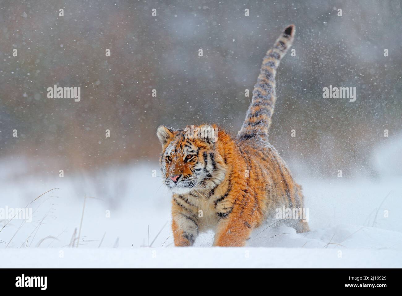 Wildtiere Russland. Tiger, kalter Winter in der Taiga, Russland. Schneeflocken mit wilder Amur-Katze. Tiger Schnee laufen in wilden Winter Natur. Sibirischer Tiger, Aktion wi Stockfoto