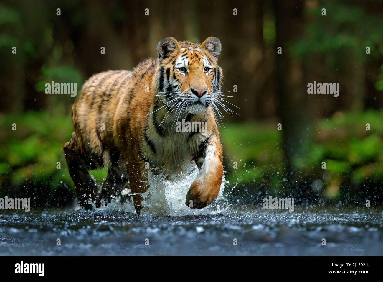 Amur-Tiger im Wasser, Sibirien. Gefährliches Tier, tajga, Russland. Tier im grünen Waldbach. Sibirischer Tiger spritzt Wasser. Stockfoto