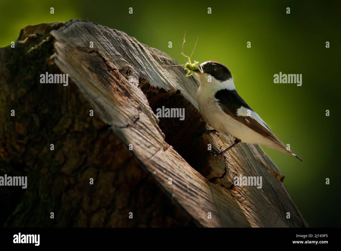 Halsbandschnäpper, Ficedula albicollis, schwarz-weißer kleiner Singvögel in der Nähe des Baumstammnistlochs. Fliegenfänger mit Fang im Schnabel, grün ins Stockfoto
