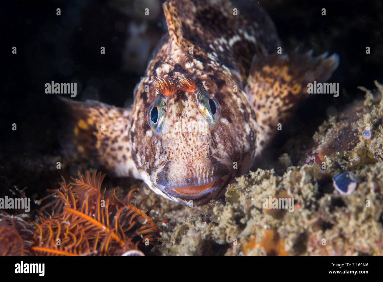 Gehörnte Blenny Fische auf dem Riff mit Blick auf die Kamera unter Wasser Stockfoto