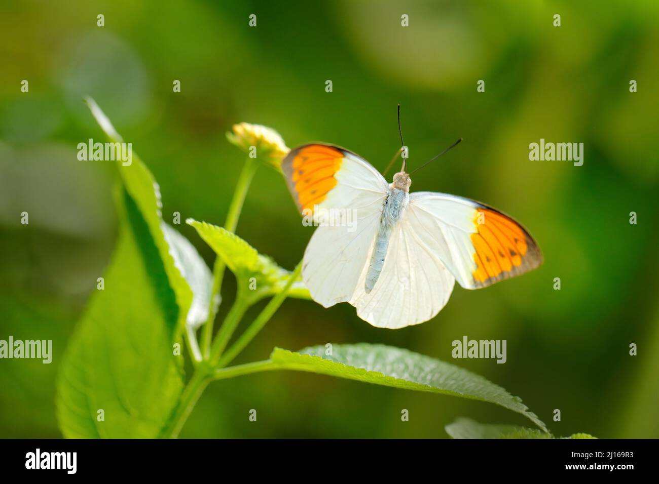 Hebomoia glaucippe, große Orangespitze, Schmetterling aus der Familie Pieridae. Weiß orange butterffly sitzt auf den grünen Blättern. Insekt im n Stockfoto