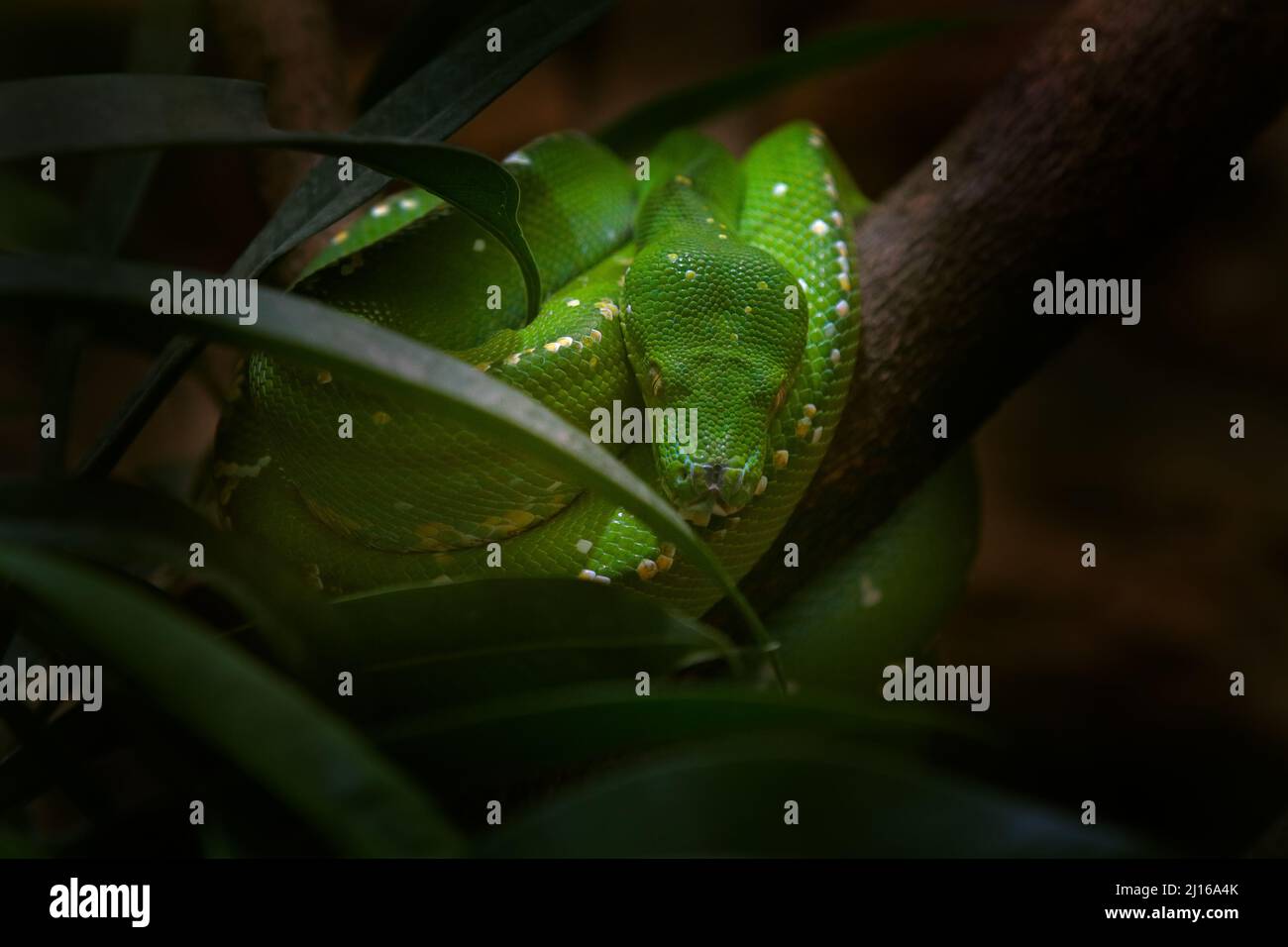 Grüner Baumpython, Morelia viridis, Schlange aus Indonesien, Neuguinea. Detail Kopf Porträt der Schlange, im Wald. Reptil im Waldlebensraum. Wil Stockfoto