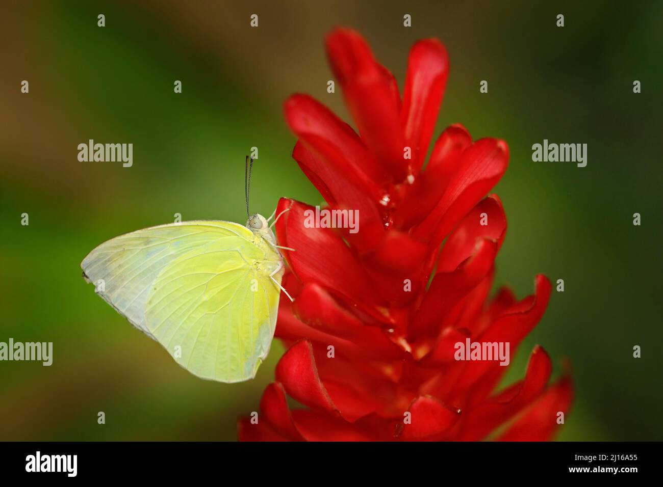 Catopsilia pomona, gewöhnlicher Lemon-Emigrant, gelber Schmetterling aus Asien, Kambodscha nach Australien. Schönes Insekt, das auf der roten Blütenblume in der sitzt Stockfoto