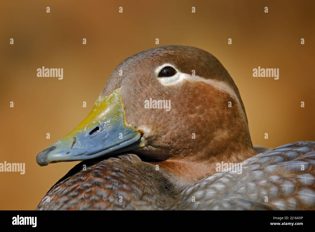 Dampfente, Tachyeres patachonicus, ist ein Mitglied der Ente, kann im südlichen Teil Südamerikas gefunden werden; in Patagonien, Falklandinseln. Stockfoto