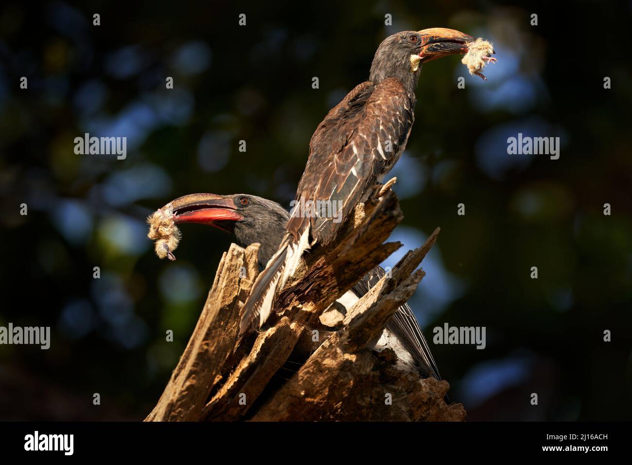 Hainschnabel Paar mit Fang, Vogelbaby. Hemprich Hornbill, Lophoceros hemprichii, zwei Vögel am Baumstamm, Lake Ziway, Äthiopien in Ostafrika. Großes b Stockfoto