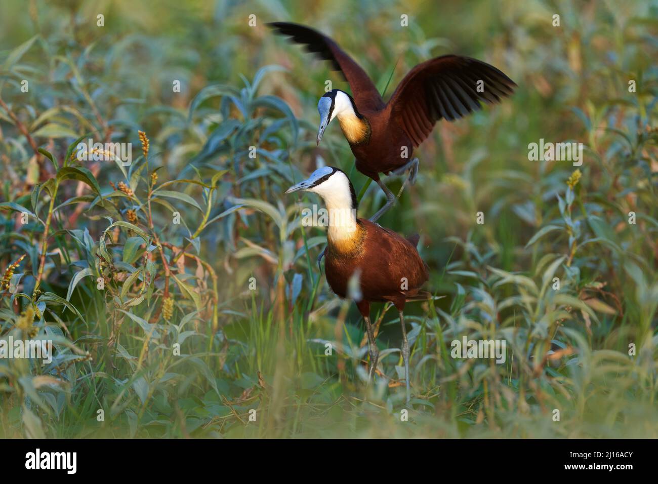 Verhalten der Vogelliebe. Afrikanische Jacana, Actophilornis africanus, Watvögel aus Botswana. Vogel mit langem Bein im Wassergras. Jacana in Habitat, gre Stockfoto