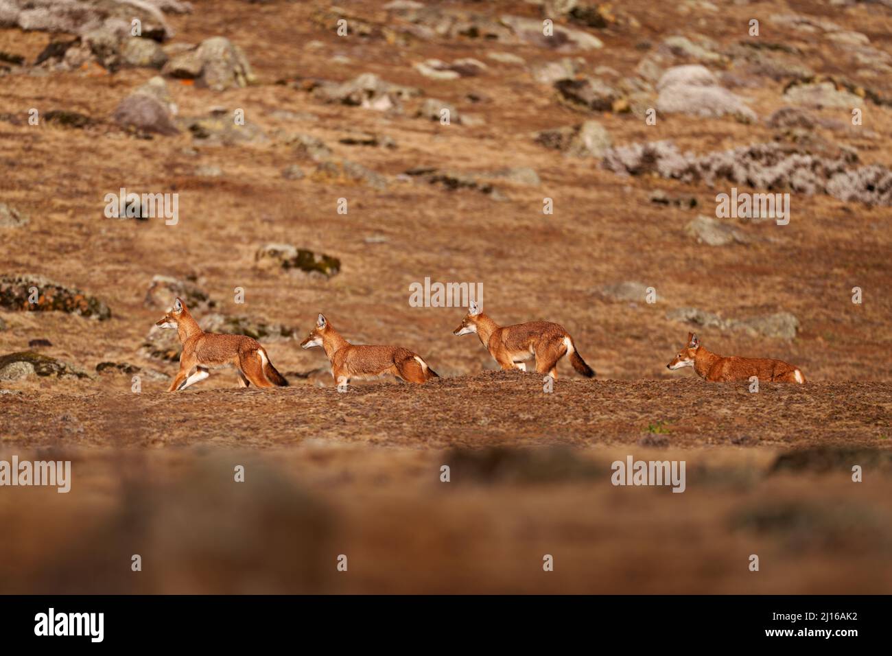 Äthiopischer Wolf, Canis simensis, Packgruppe in der Natur. Bale Mountains NP, in Äthiopien. Seltenes endemisches Tier aus Ostafrika. Wildtiere Natur aus E Stockfoto