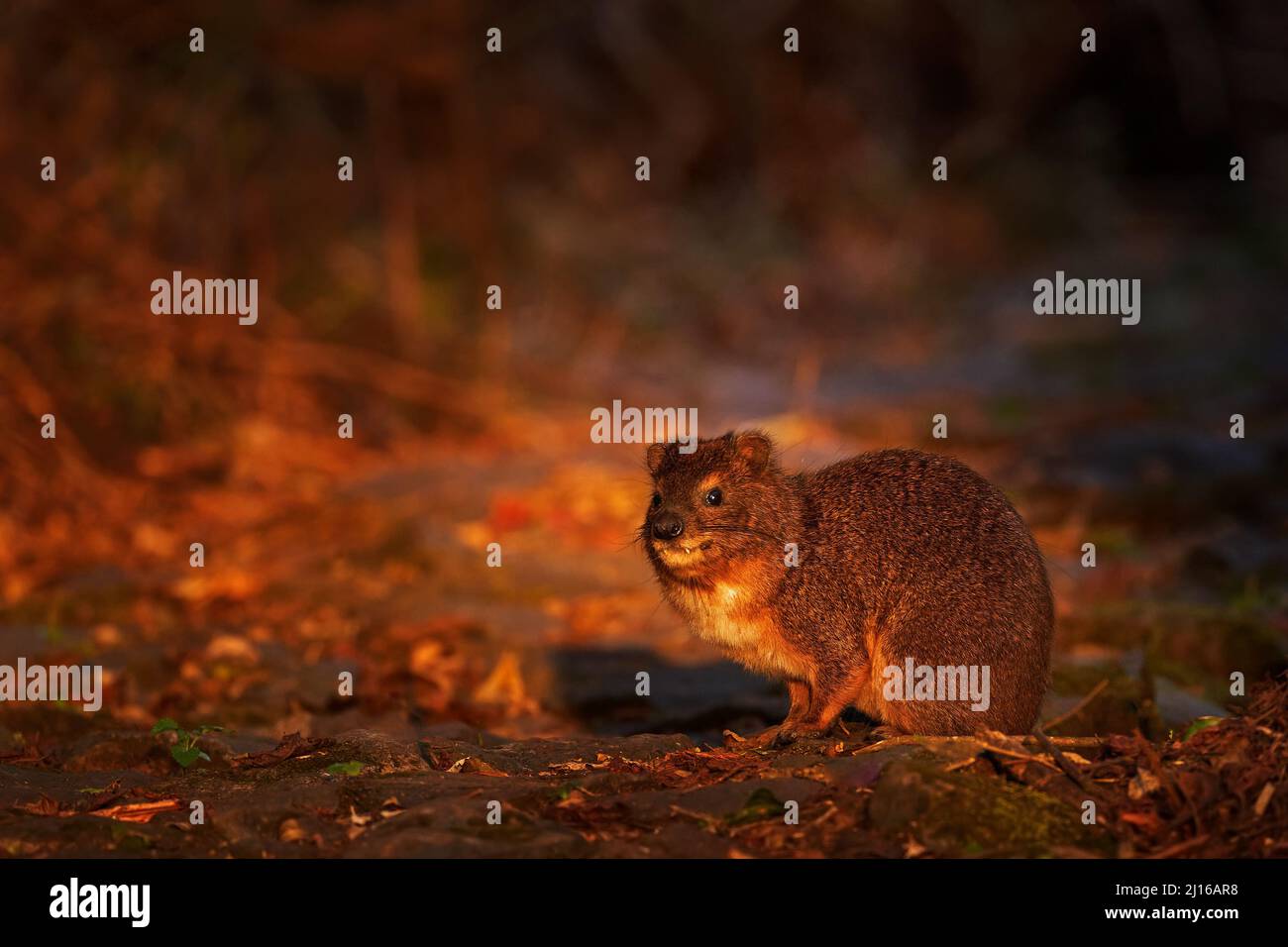 Baumhyrax, Dendrohyrax arboreus, niedliches seltenes Tier auf der Waldstraße im Bale Mountains NP, Äthiopien. Hyrax mit schönem Abendlicht. Widlife Nat Stockfoto