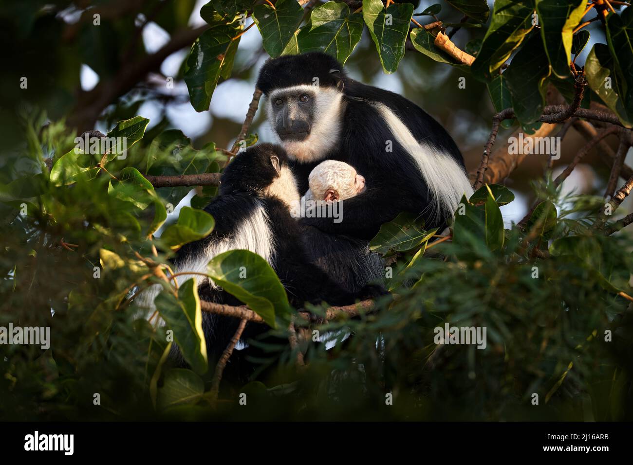 Schwarz-weißer Kolobusaffen aus dem Harenna Forest, Bale Mountains NP, in Äthiopien. Affentier aus Ostafrika. Tier mit jungen Baby, Mutter Auto Stockfoto