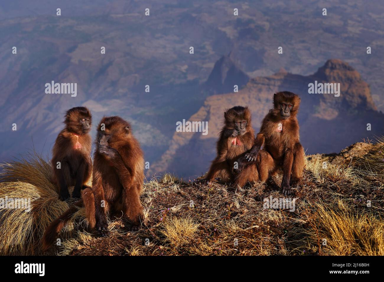 Gruppe junger Affen auf den Hügeln. Gelada Baboon, Thermopithecus gelada, Simien Mountains NP, Affenverhalten, aus Äthiopien. Niedliches Tier Stockfoto