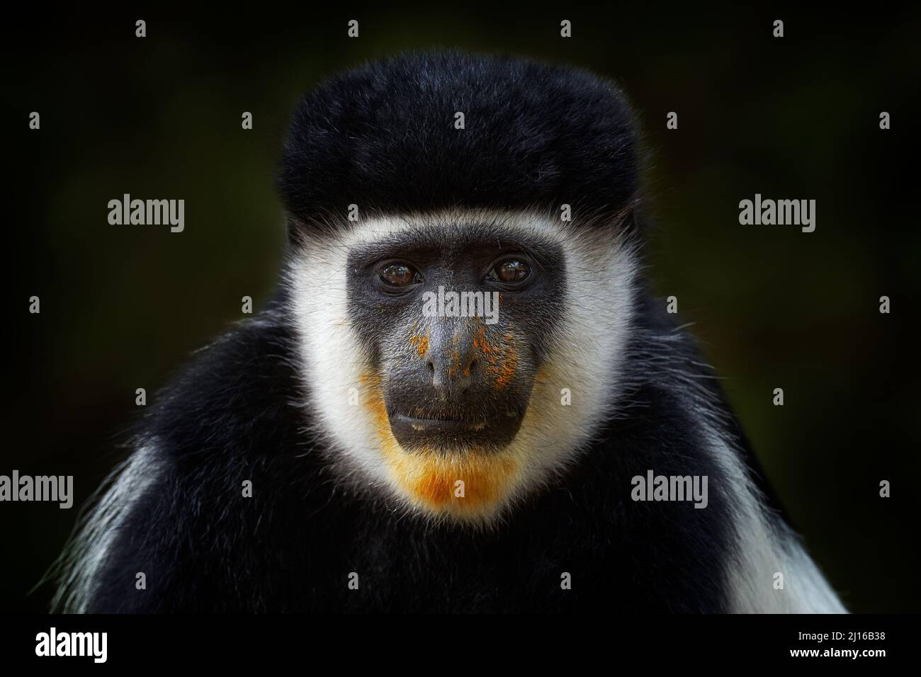 Guereza-Porträt. Schwarz-weißer Kolobusaffen aus dem Harenna Forest, Bale Mountains NP, in Äthiopien. Affe mit schmutzigem gelbem Kinn. Dunkle Tierfores Stockfoto