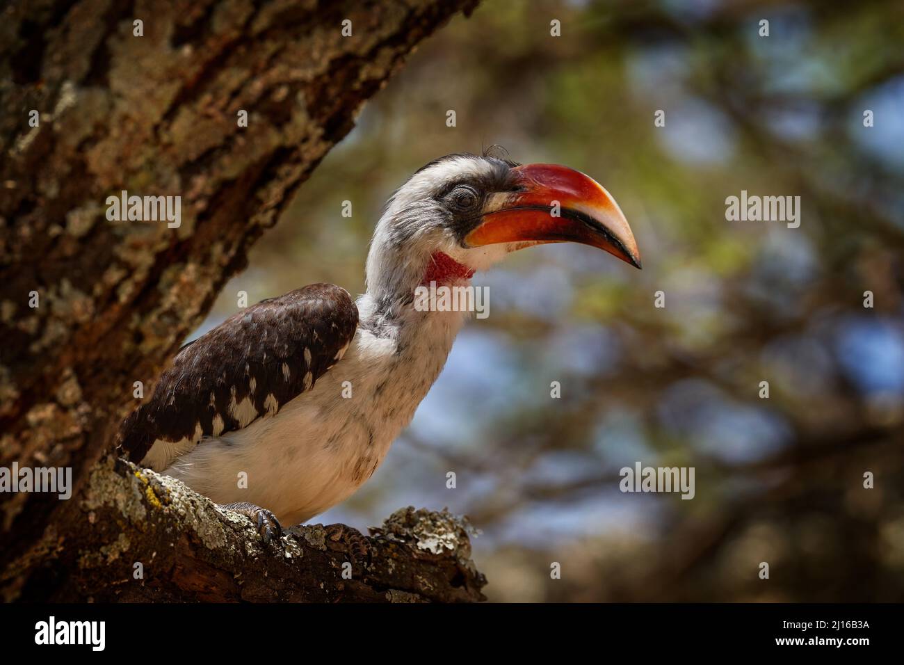 Von der Decken's Hornbill, Tockus deckeni, Vogel am Baumstamm, Lake Ziway, Äthiopien in Ostafrika. Futterverhalten von großen Schnabelvögeln. Wildlife natu Stockfoto