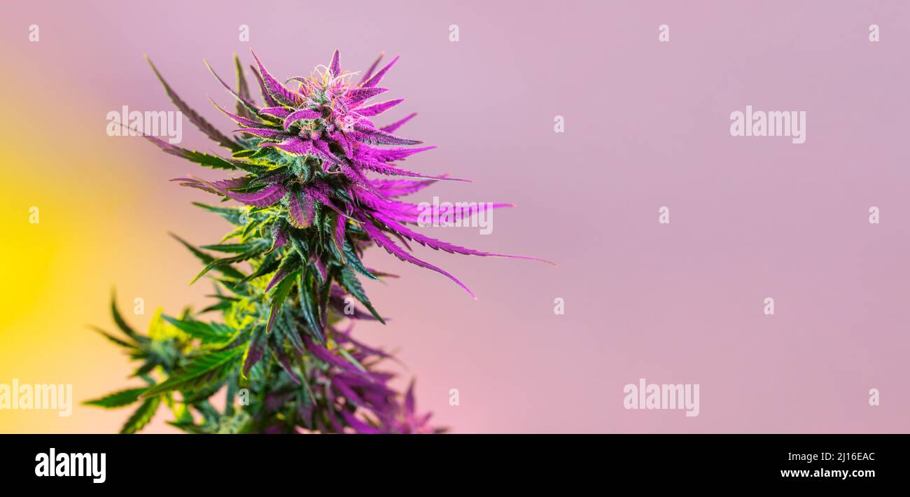 Cannabis Modern Banner Hintergrund, Medizinische Marihuanapflanze mit purpurem Bud. Farbenfrohe und ästhetische Hanf aus medizinischem Cannabis. Marihuana langes Banner mit Stockfoto