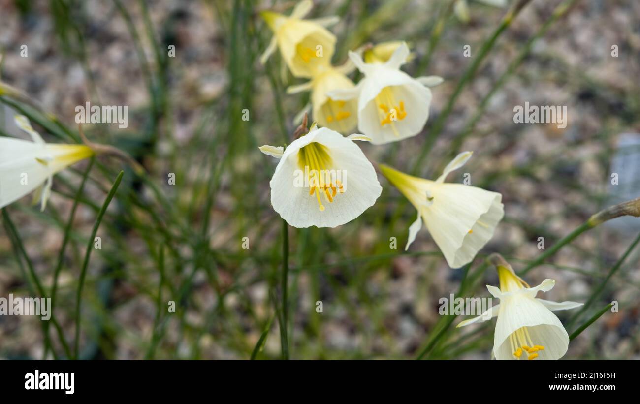 Ein Haufen wilder Narzissen an einem hellen Frühlingsmorgen. Die Blüten sind mit Morgentau bedeckt. Differentialfokus auf der markanten Frontblume Stockfoto