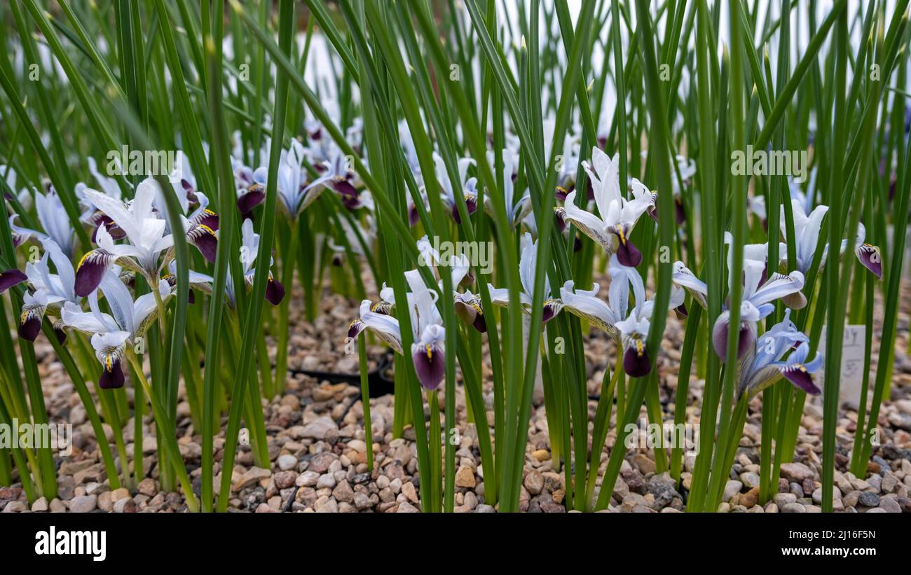 Krokus, Krokusse oder Plural croci ist eine Gattung von Blütenpflanzen in der iris Familie. Eine einzelne Krokus, ein paar Krokusse, einer Wiese voller Krokusse, c Stockfoto