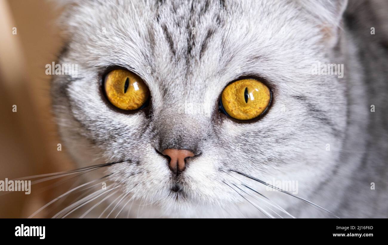 Schottische Falte Katze schöne große gelbe Augen Stockfoto