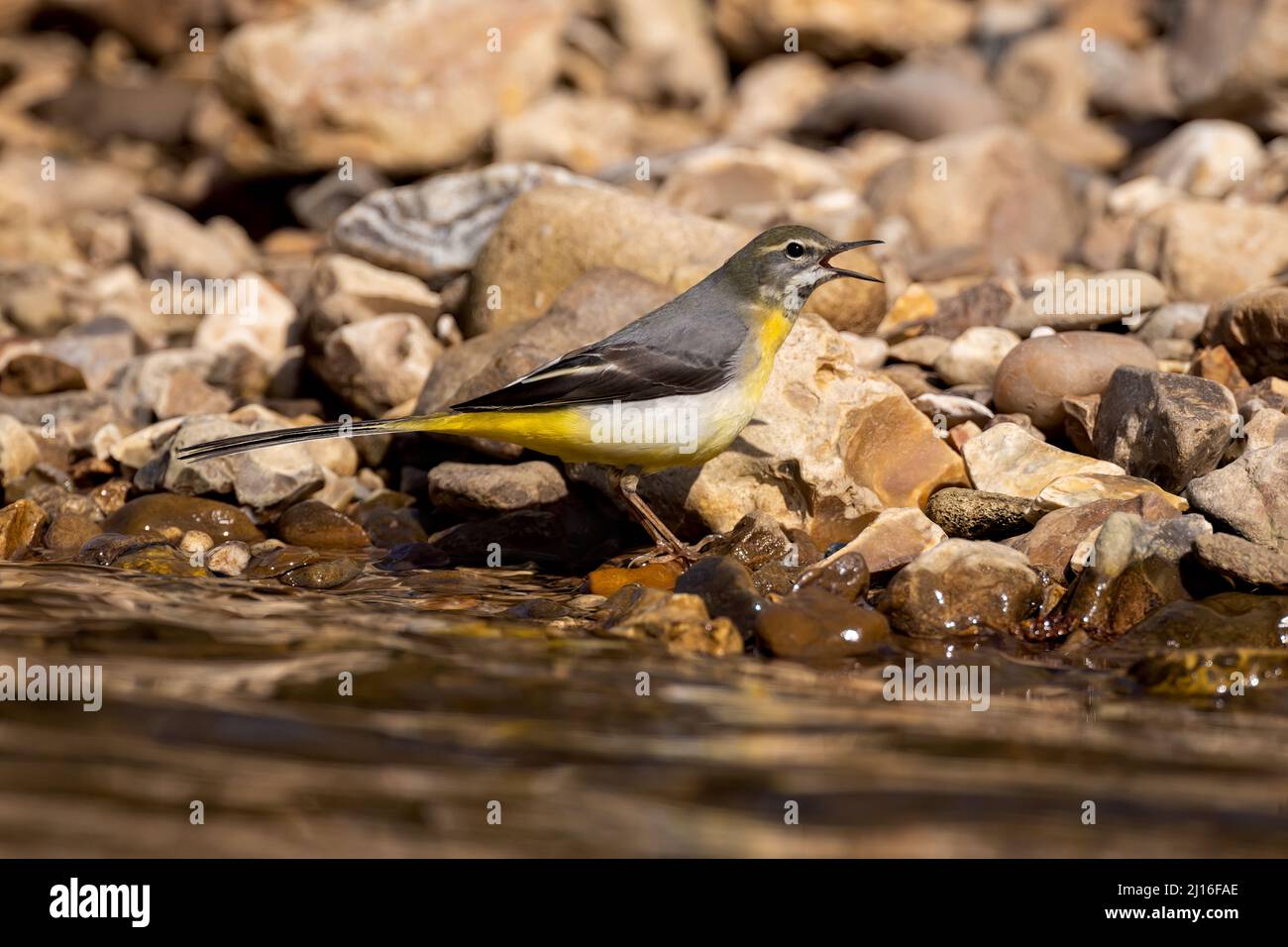 Grauer Wagtail an der Otter in Devon Stockfoto