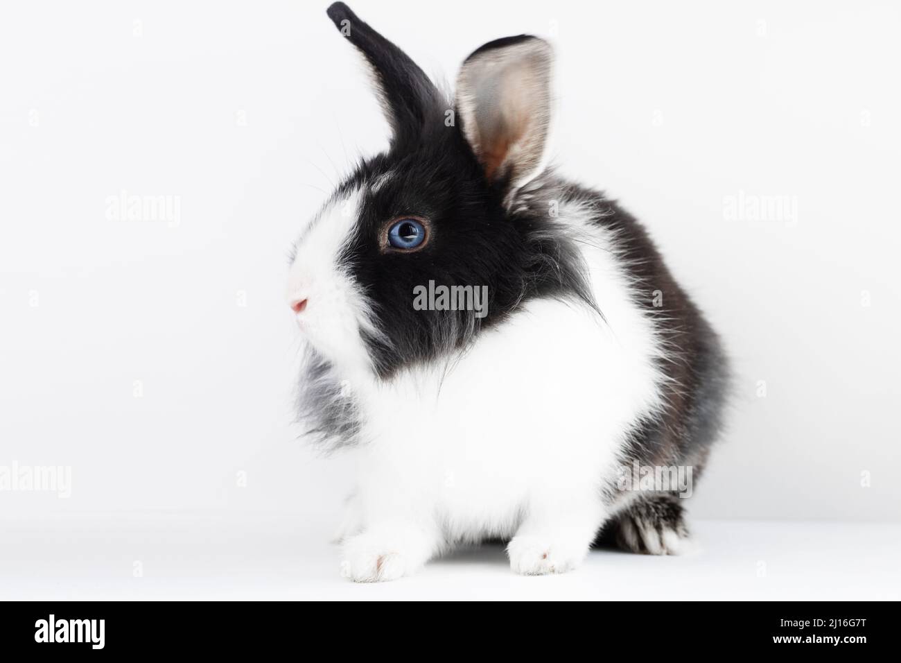 Kleines Kaninchen der niederländischen Rasse von schwarz-weiß auf weißem Hintergrund. Haustiere. Osterhase Stockfoto