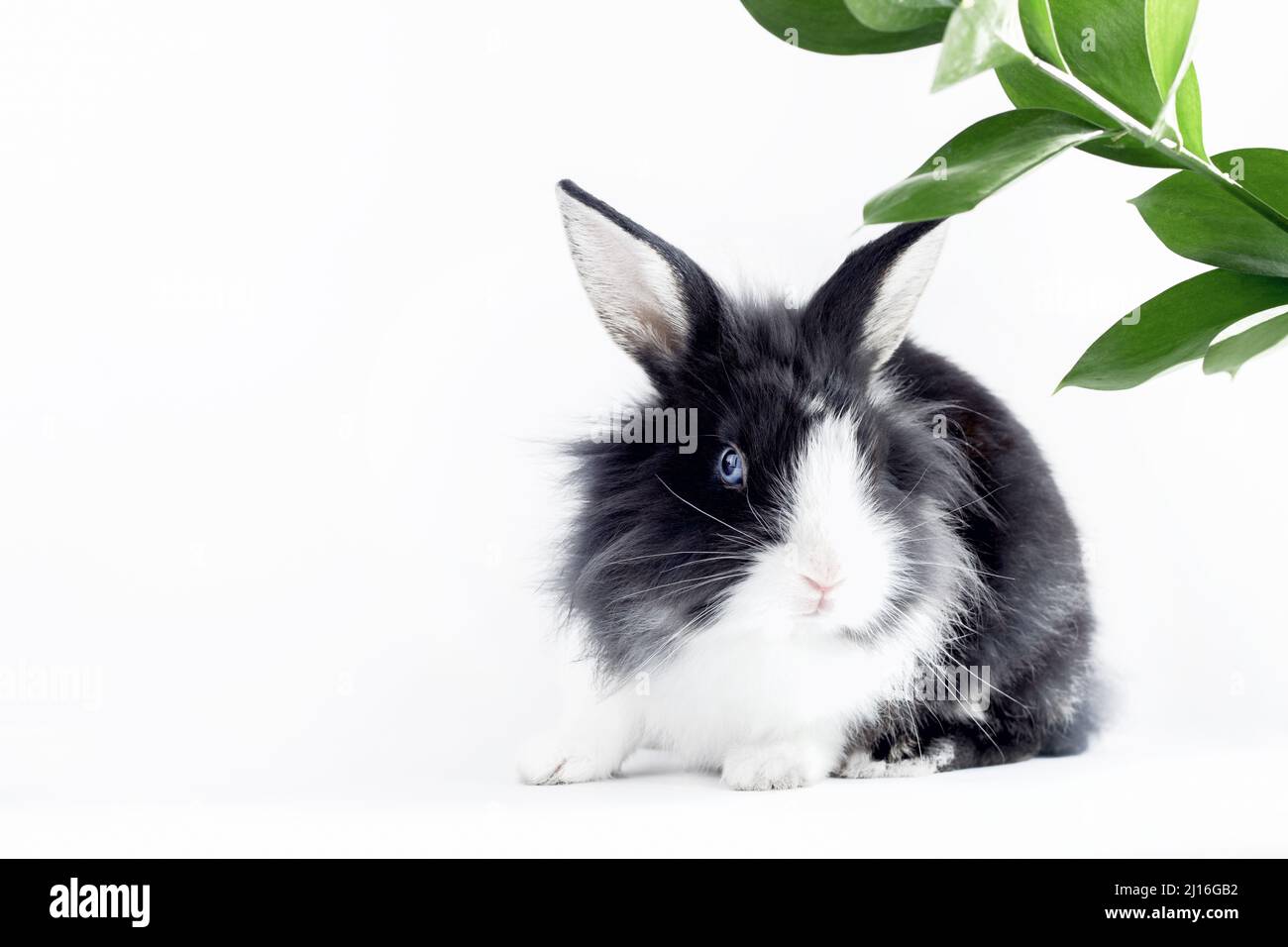 Kleines Kaninchen der niederländischen Rasse von schwarz-weiß auf weißem Hintergrund mit Blättern. Haustiere. Osterhase Stockfoto