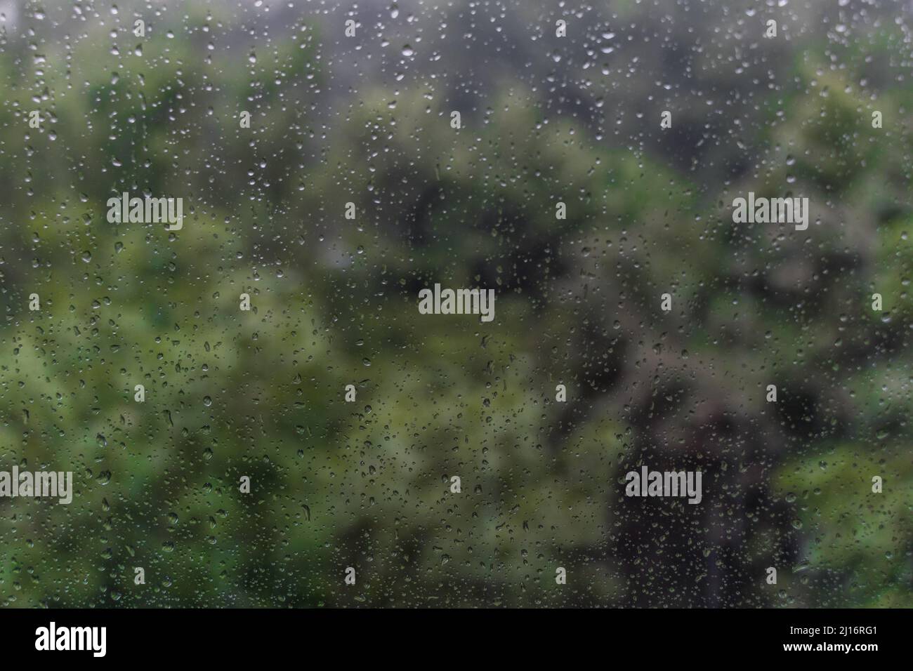 Grüne Bäume und ein sommerlicher Regen Stockfoto