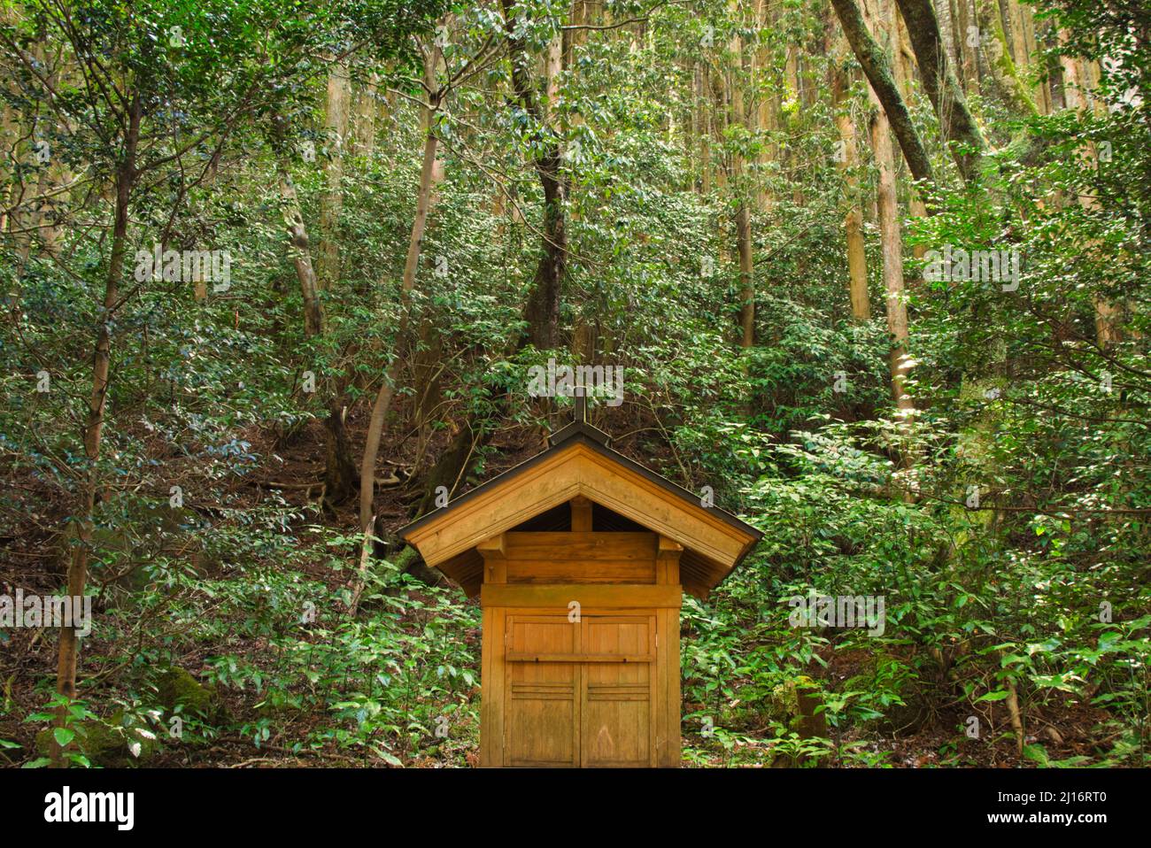 Hokora (kleiner Schrein) im tiefen Wald Stockfoto