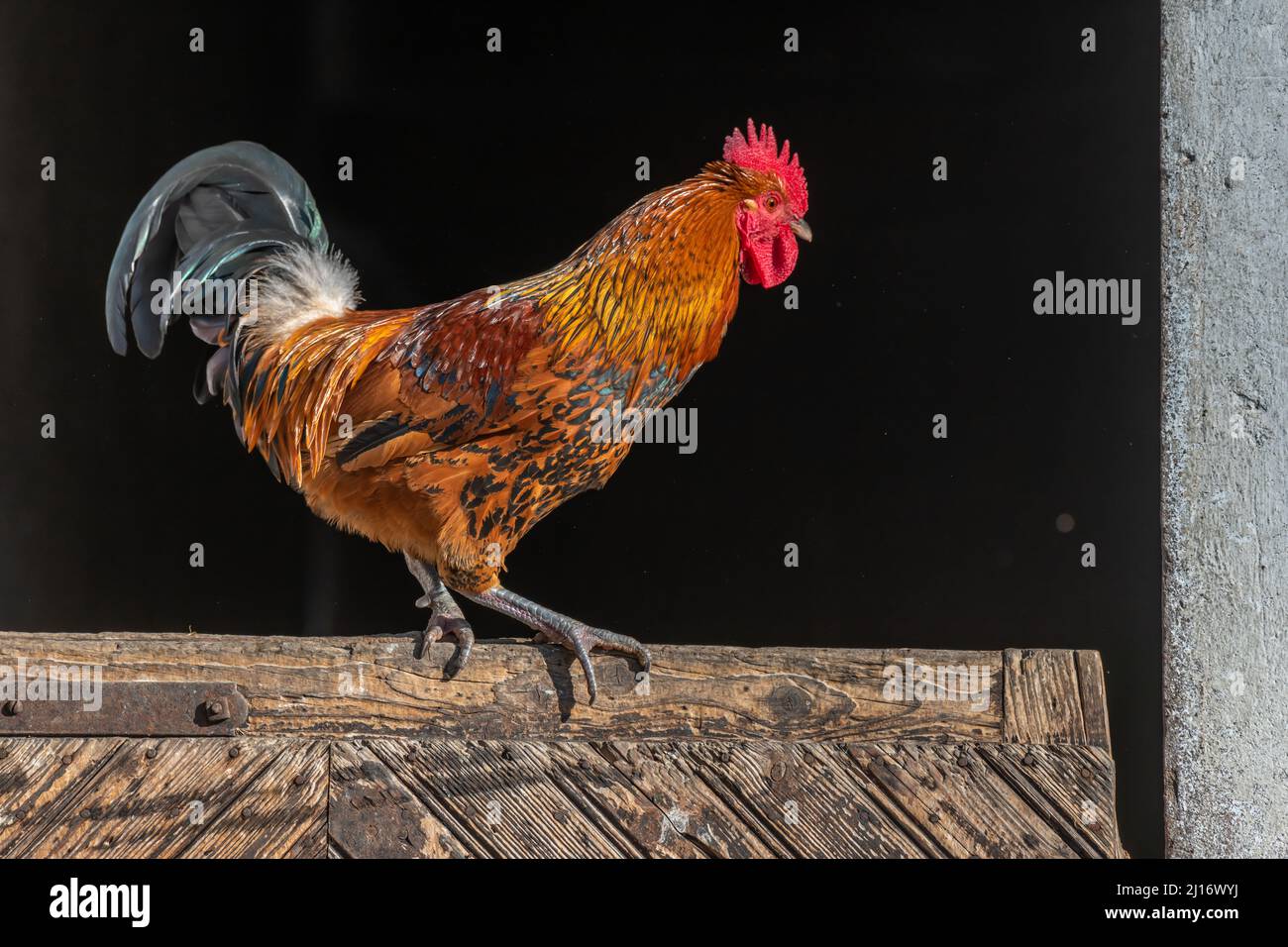 Hoftürmer auf einem Tor in einem pädagogischen Bauernhof. Die AGF-Pädagogische Farm in Rhinau im Elsass. Stockfoto